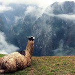 Llama enjoying view from Machu Picchu